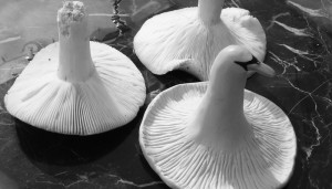 mushroom-swan